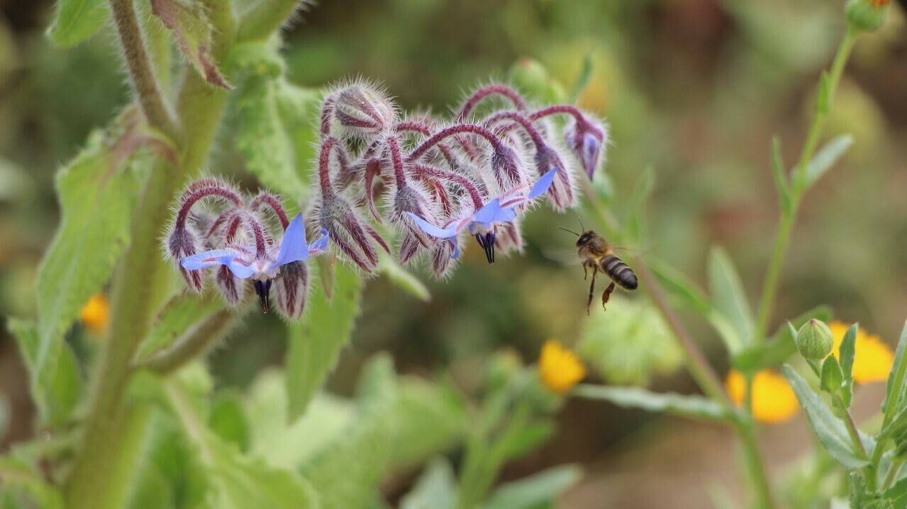 IMG_9504|IMG_0846|1.- En esta finca de ciruelo se han sembrado dos hectareas de márgenes florales entre los frutales|IMG_0844|abejapanel|5.- Syngenta ayuda a los productores a desarrollar todo el proyecto y evaluar el resultado de los márgenes sembrados